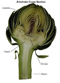 Artichoke Bi-section