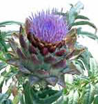 Artichoke Blossom
