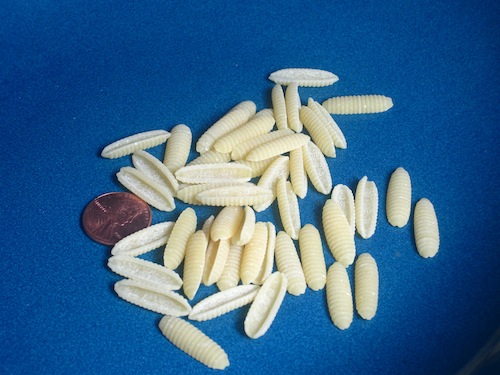 Gnocchetti Pasta Shape