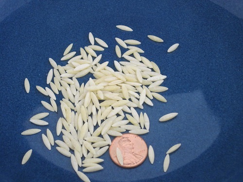 Orzo Pasta Shape