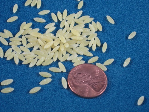 Risi Pasta Shape