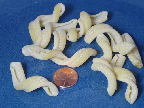 Torchetti Pasta Shape