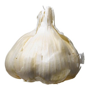 Garlic Bulb